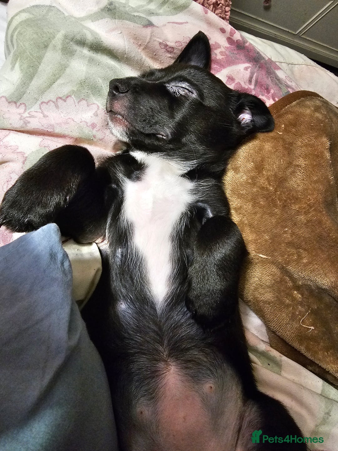 Mixed Breed dogs for sale: Staffy cross puppy  - Advert 8