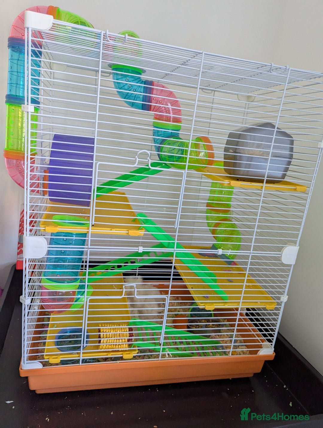 Hamster rodents for sale: Dwarf Hamster  - Image 9