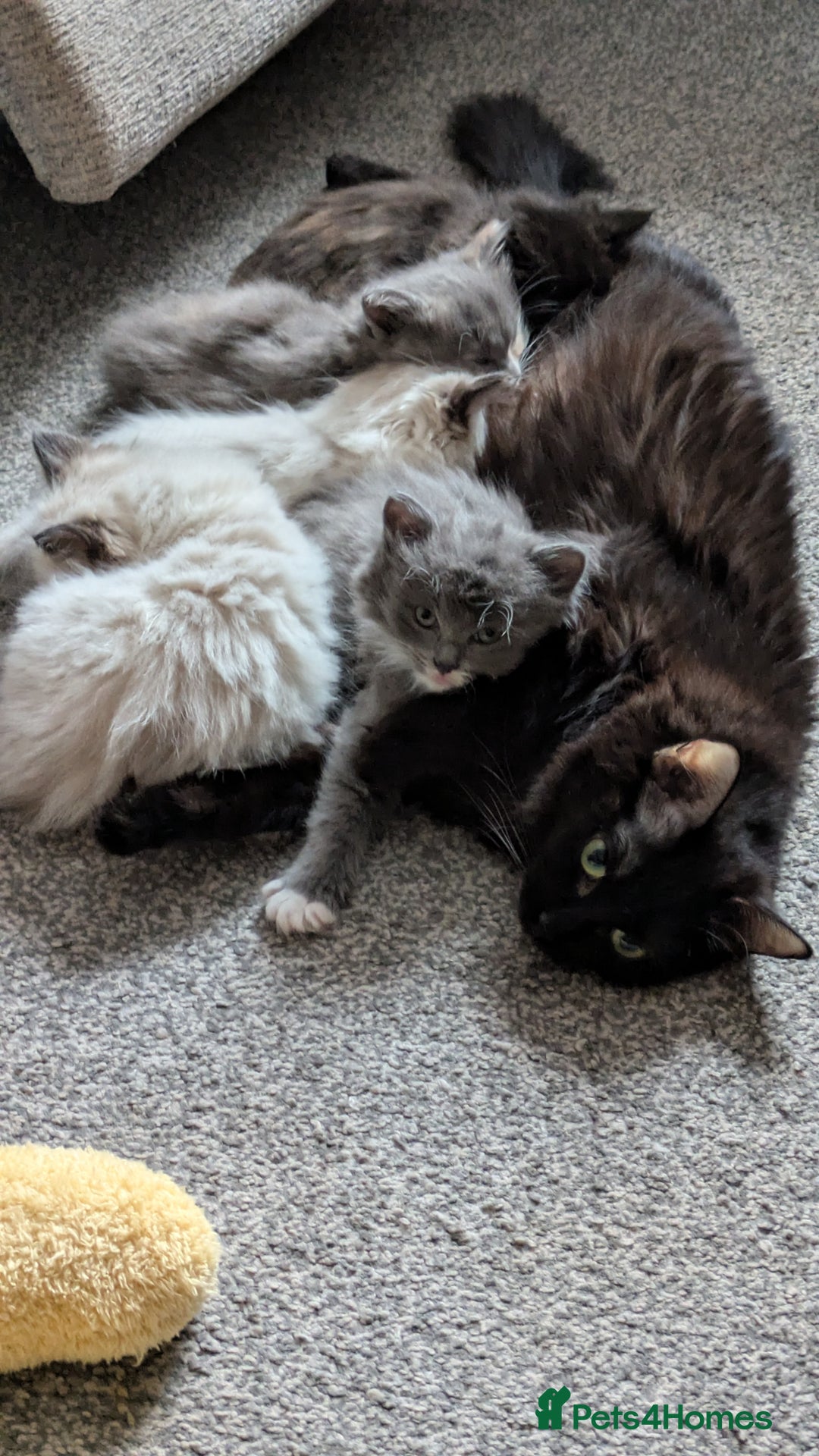 Ragdoll cats for sale: Gorgeous silver tuxedo 7/8 ragdoll boy - Advert 6