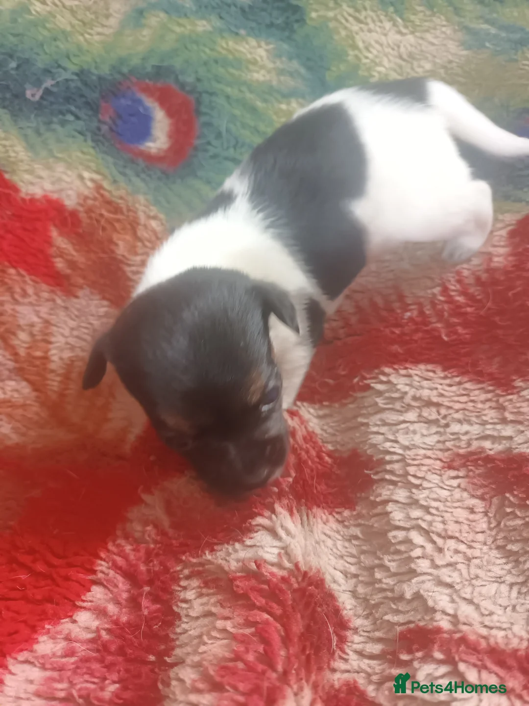 Jack Russell dogs for sale: Jack Russell puppies  - Advert 1
