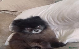 Pomeranian dogs for sale: Super tiny male Pomeranian  - Image 7