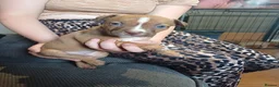 Mixed Breed dogs for sale: Puppies  - Advert 6