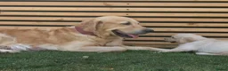 Golden Retriever dogs for sale: 5* Golden Retriver puppies - Advert 9