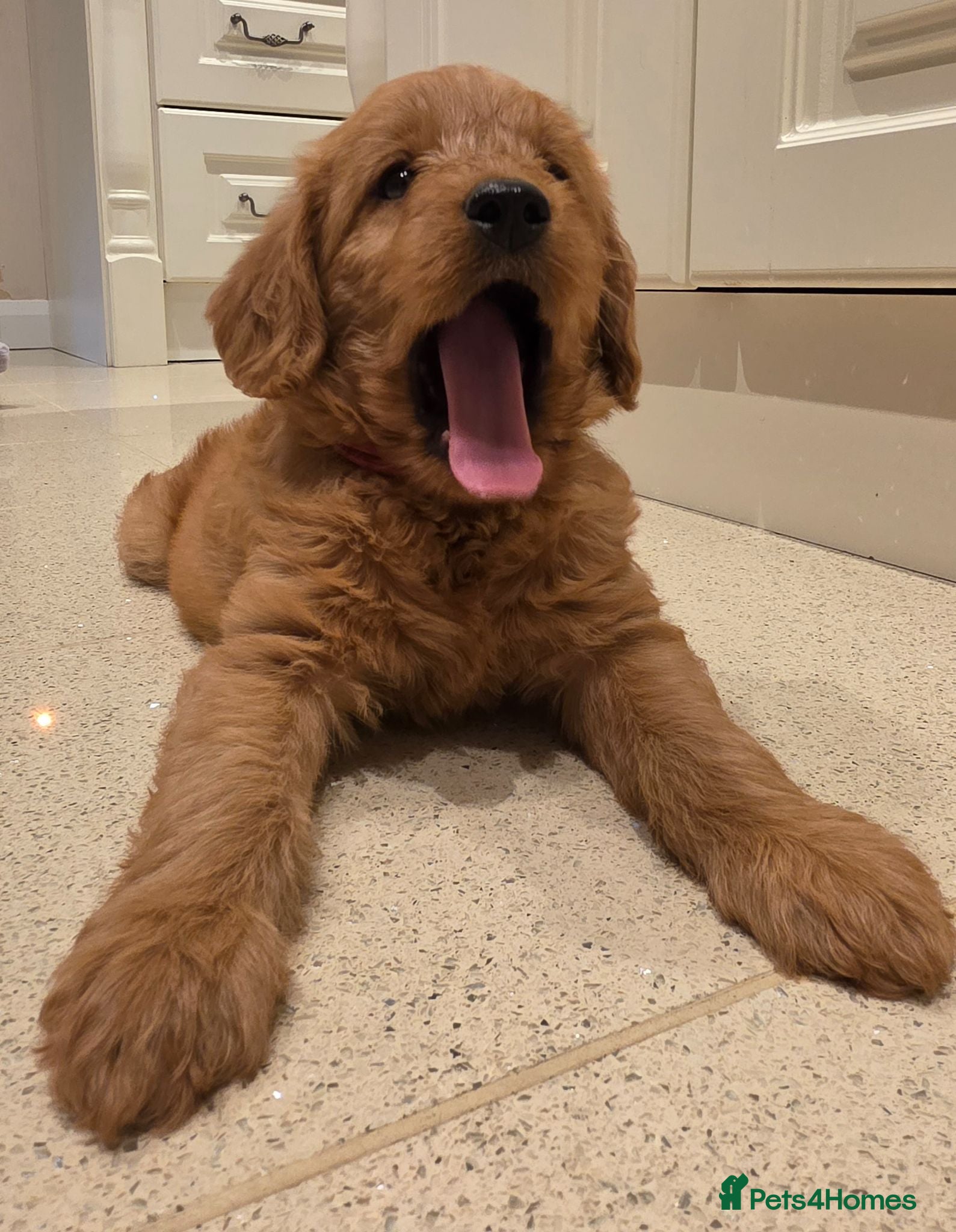 Labradoodle dogs LABRADOODLES F1 ( HEALTH TESTED PARENTS & G/PARENT - Advert 16