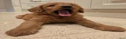 Labradoodle dogs for sale: LABRADOODLES F1 ( HEALTH TESTED PARENTS & G/PARENT - Advert 3
