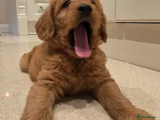 Labradoodle dogs LABRADOODLES F1 ( HEALTH TESTED PARENTS & G/PARENT - Advert 16