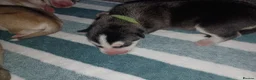 Siberian Husky dogs for sale: 🩵Exceptional siberian husky puppies🩵 - Advert 11