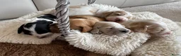 Cocker Spaniel dogs for sale: Show type cocker spaniel puppie  - Advert 4