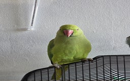 Ringnecks birds for sale: ​🦜 Active Ringneck Parrot For Sale - Advert 4