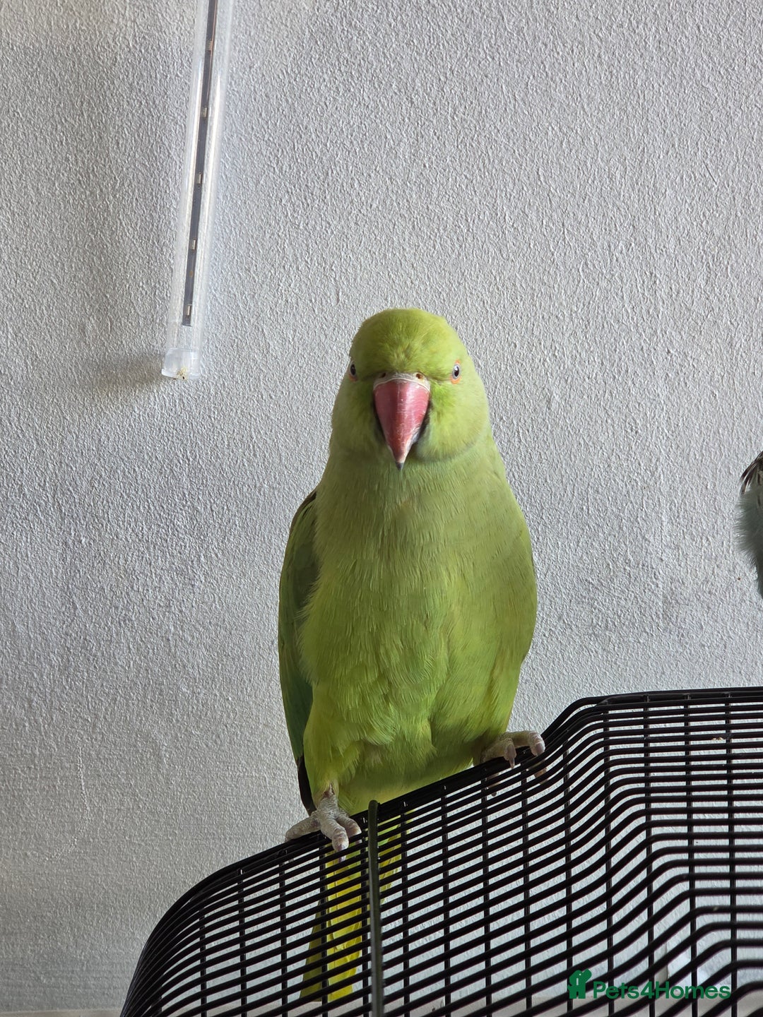 Ringnecks birds for sale: ​🦜 Active Ringneck Parrot For Sale - Advert 4