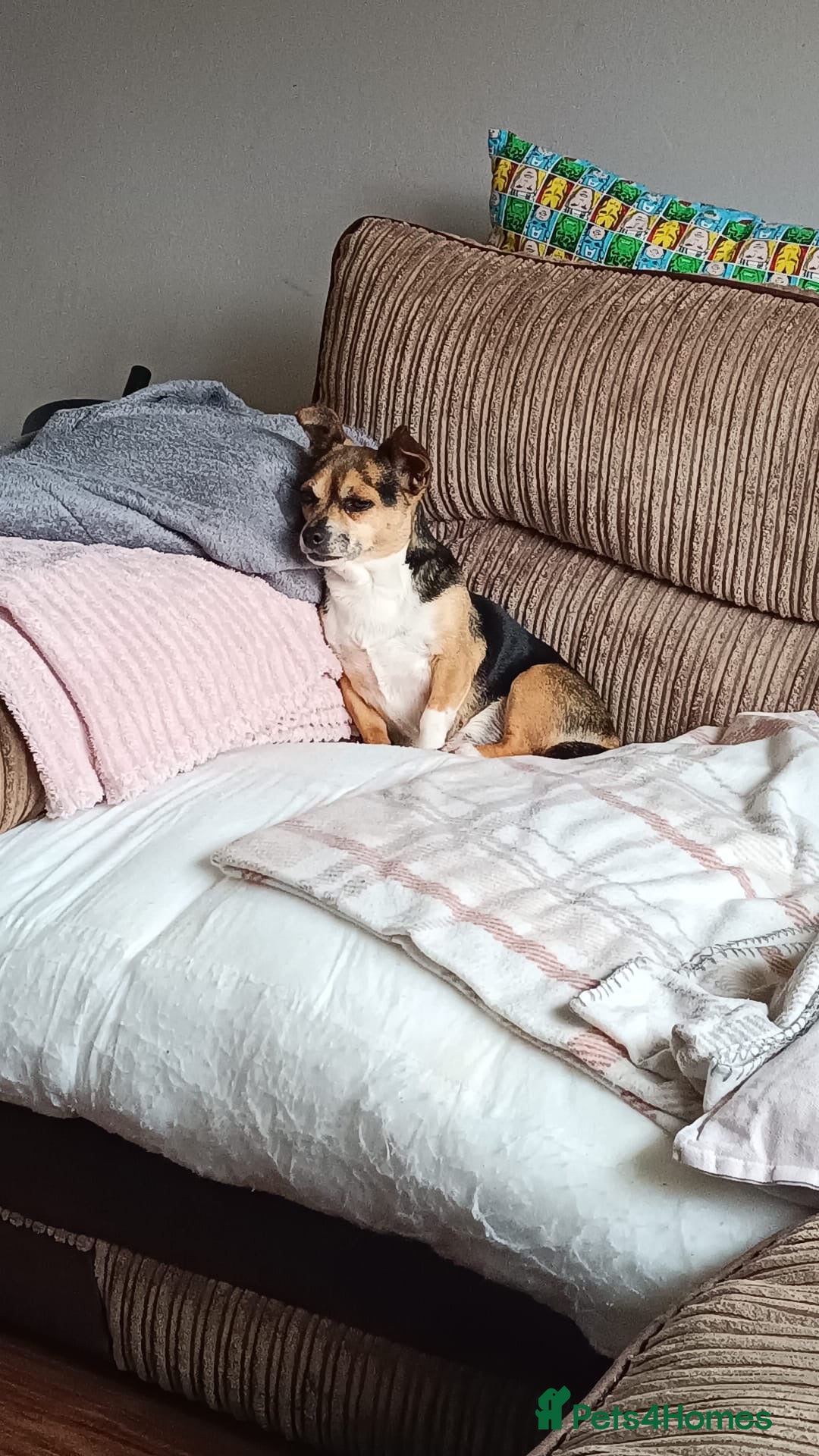 Mixed Breed dogs for sale: Selling my beautiful girl poppy - Advert 3