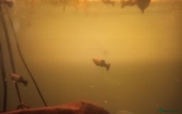 Live Bearers fish for sale: Mollies and guppies  - Image 2
