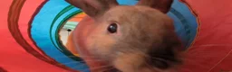 Mixed Breed rabbits for sale: 7 month bun for loving home  - Advert 3