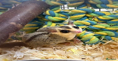 Sugar Glider rodents - Advert 2