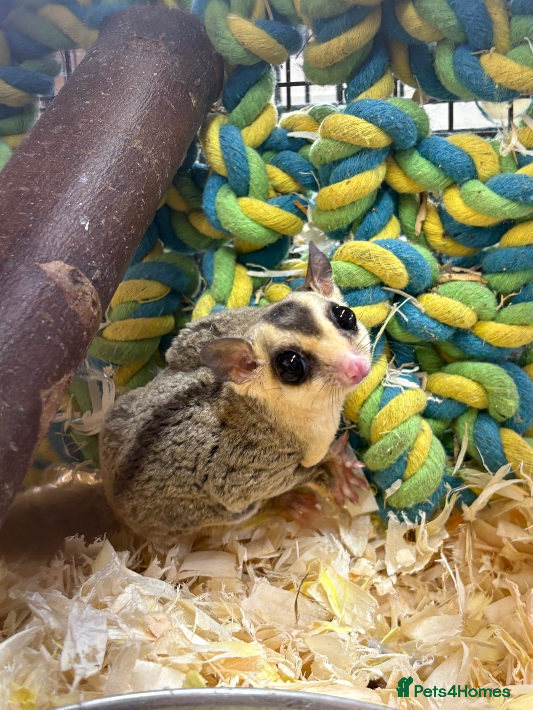 Sugar Glider rodents for sale: Lots of stunning sugar gliders  - Image 2