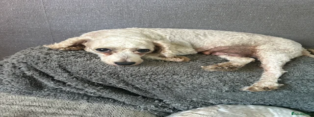 Bella