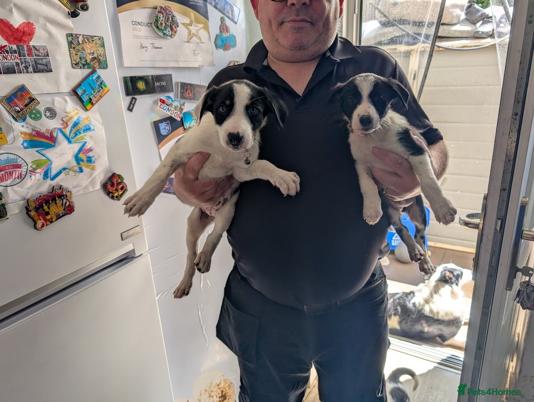Border Collie dogs for sale: Border collie puppies  - Image 7