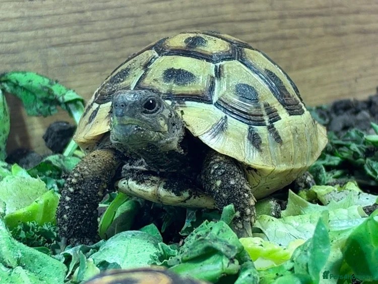 Tortoise reptiles for sale: BABY HERMANNS AND SET UPS - Advert 1