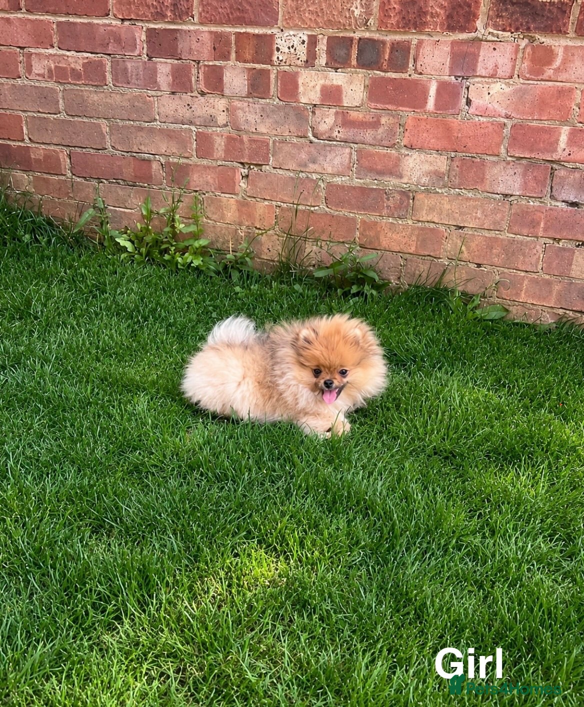 Pomeranian dogs for sale: Super Tiny🐻Teddy Face🏆KC - Advert 2