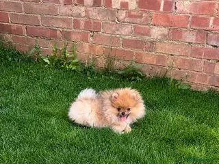 Pomeranian dogs for sale: Super Tiny🐻Teddy Face🏆KC - Advert 2