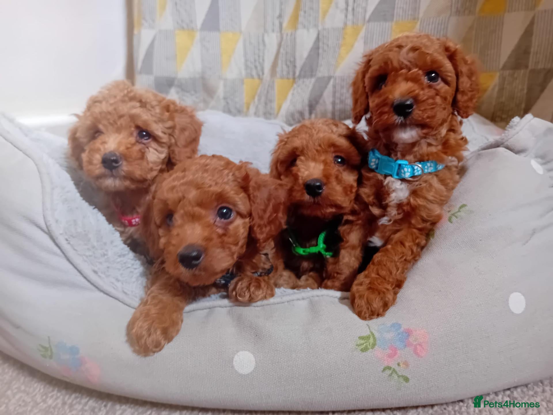 Cavapoo dogs Beautiful red F1B Cavapoos - Advert 3