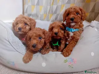 Cavapoo dogs Beautiful red F1B Cavapoos - Advert 3