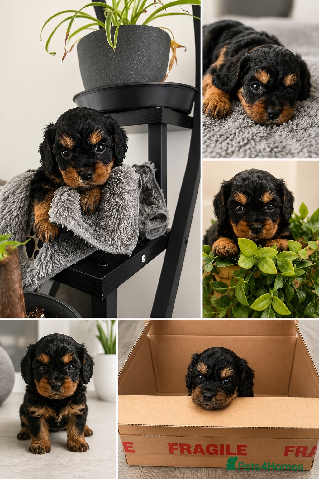 Cavapoo dogs Cavapoo Puppies Born 11 June 26 Reservations Open  - Advert 1