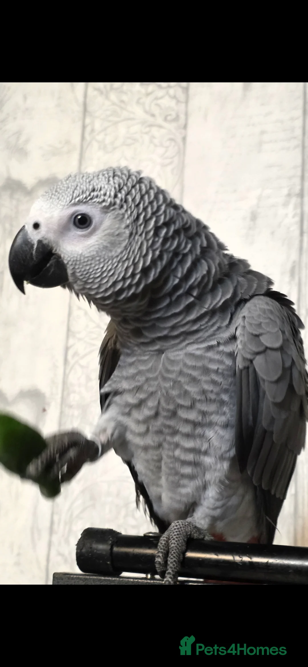 Parrots birds for sale: 16 week african grey in Elland - Advert 2
