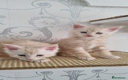 Maine Coon cats for sale: 2 Stunning Cream Pedigree Mainecoons Available  - Image 2