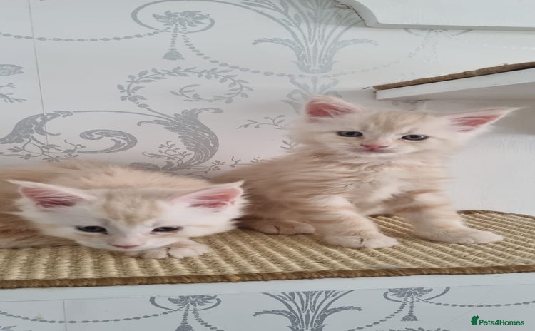 Maine Coon cats - Advert 12