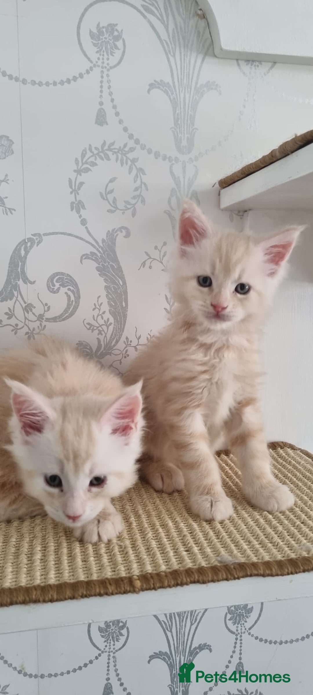 Maine Coon cats for sale: 2 Stunning Cream Pedigree Mainecoons Available  - Image 2