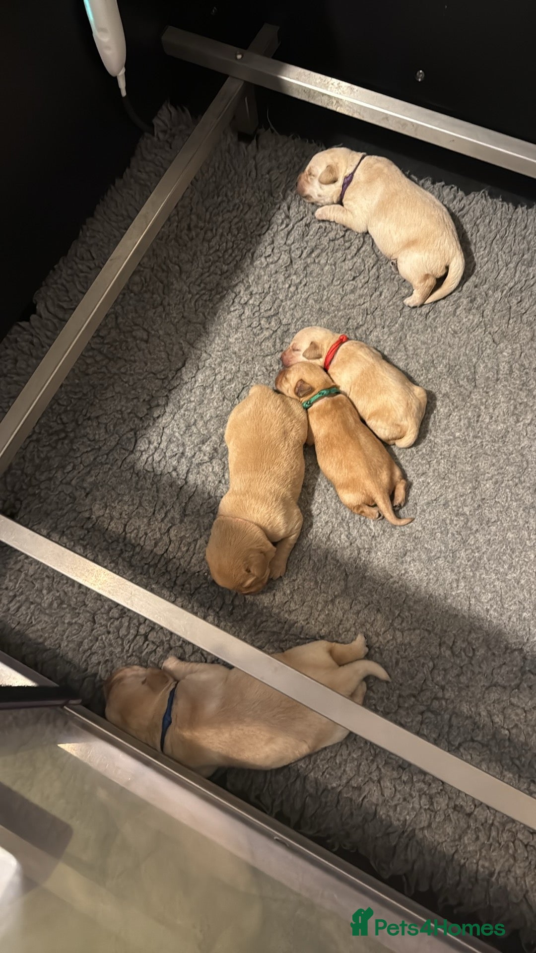 Labrador Retriever dogs for sale: Home bred working Labrador puppies - Image 10