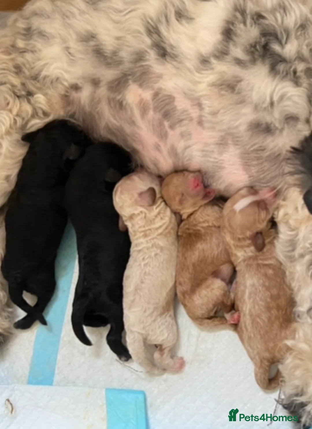 Miniature Poodle dogs for stud: Miniature Poodle for stud in Barnstaple - Advert 6