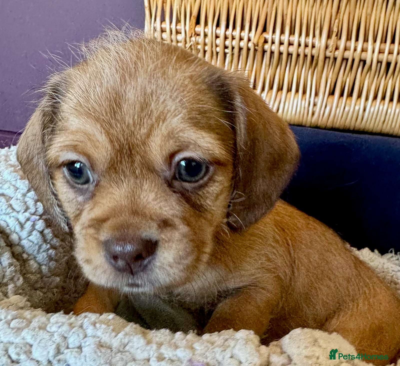 Mixed Breed dogs for sale: Schweenie pups  - Advert 2