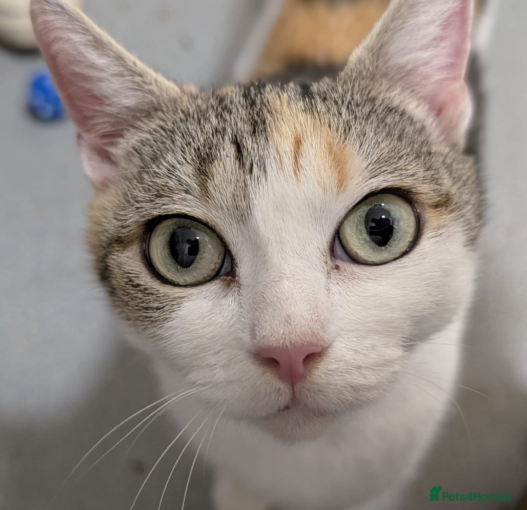 Mixed Breed cats for adoption: Loving little lady, 5yrs old perfect companion - Advert 1