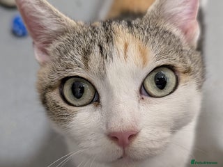 Mixed Breed cats Loving little lady, 5yrs old perfect companion - Advert 3