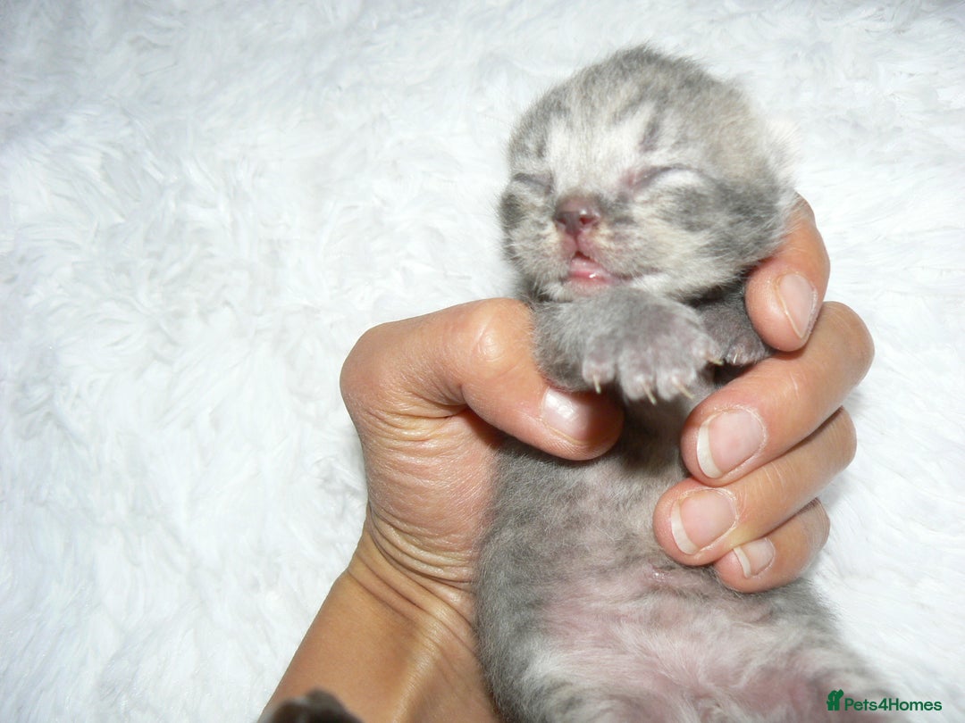 British Shorthair cats for sale: Pedegree British Blue + Tabby Shorthair Kittens - Image 17