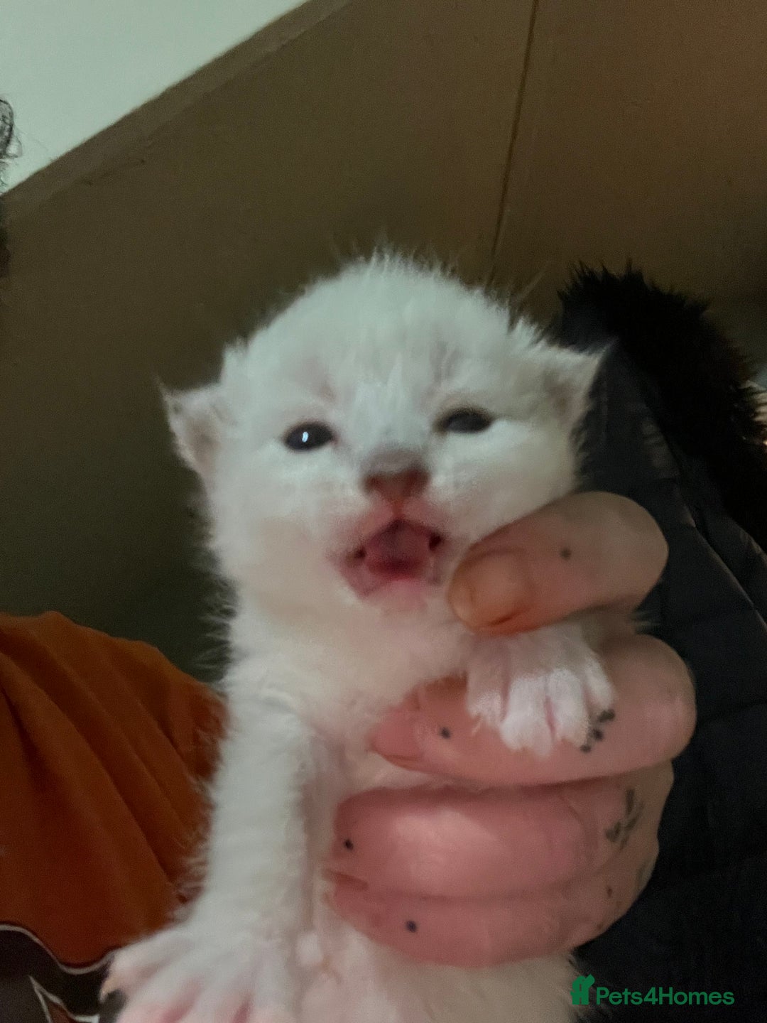 Ragdoll cats for sale: 4 ragdoll cross kittens  - Image 4