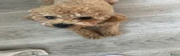 Maltipoo dogs for stud: Beautiful Prince for Stud in Barnet - Advert 2