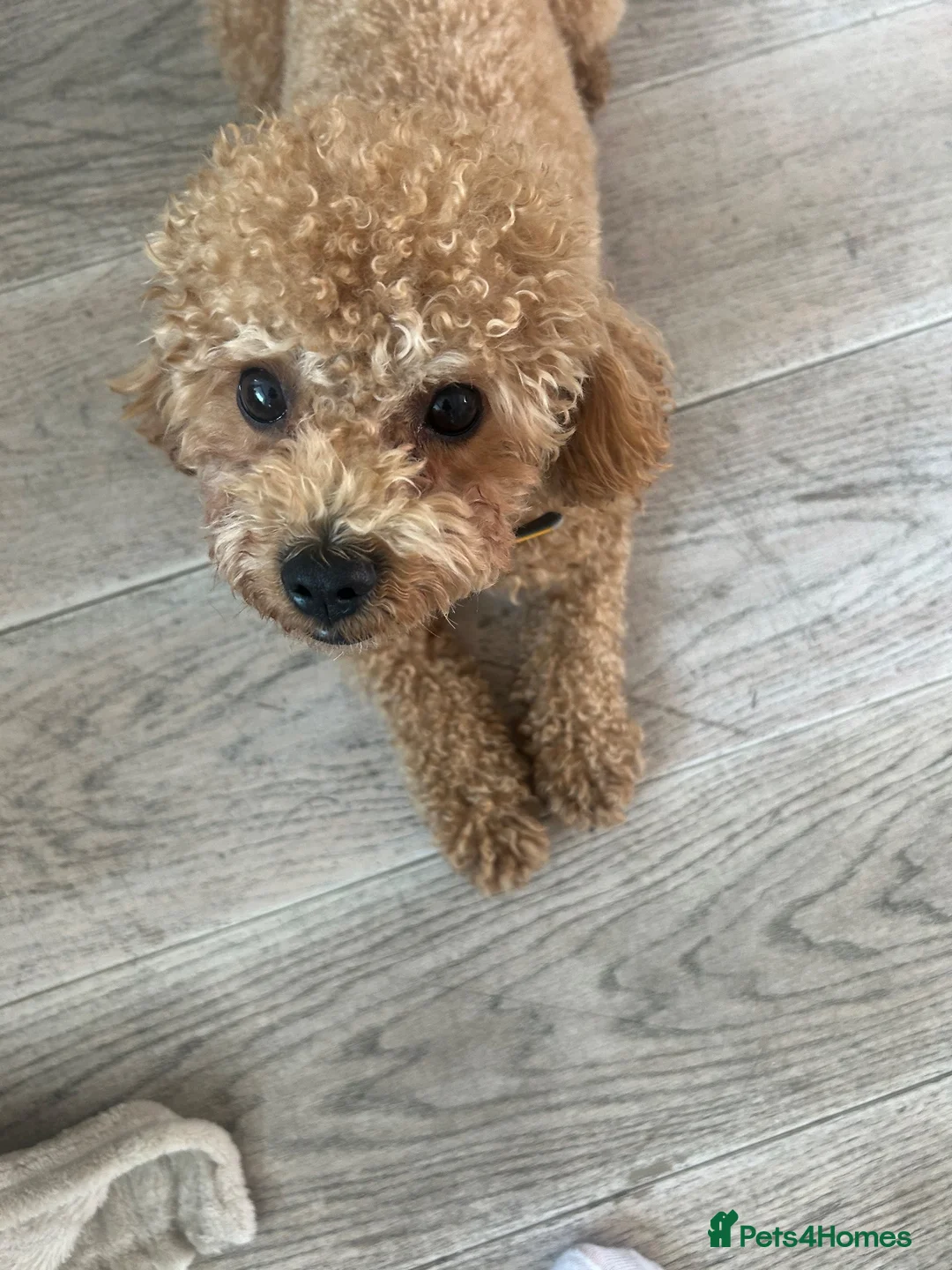 Maltipoo dogs for stud: Beautiful Prince for Stud in Barnet - Advert 2