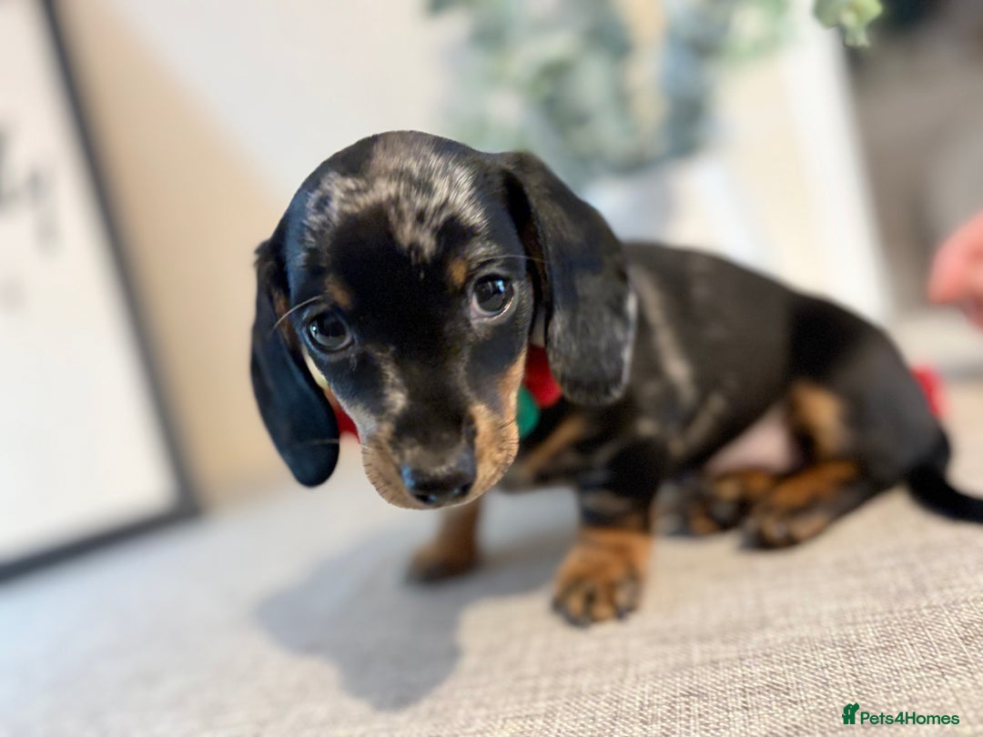 Miniature Dachshund dogs for sale: Miniature Dachshunds dapple. KC reg 4th Jan - Advert 12