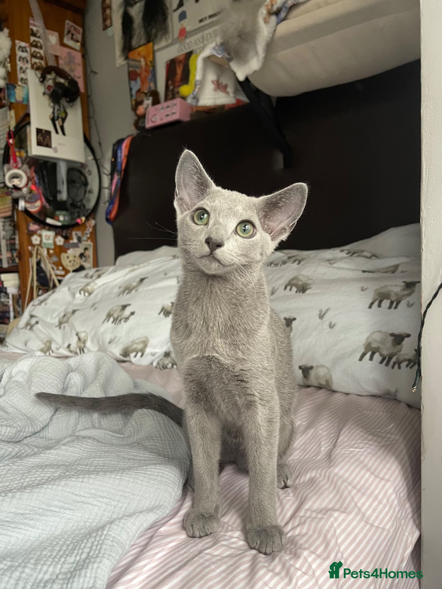 Russian Blue cats for sale: Russian blue kitten - Advert 1