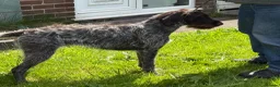 German Wirehaired Pointer dogs for sale: 2 year old GWP bitch in Saint Helens - Advert 3