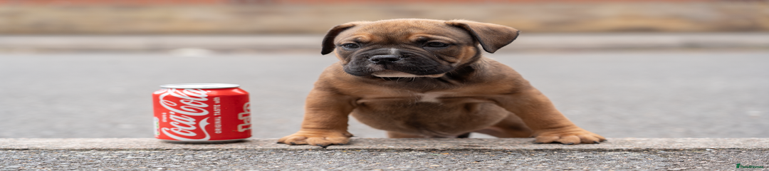 American Bully Puppy 2