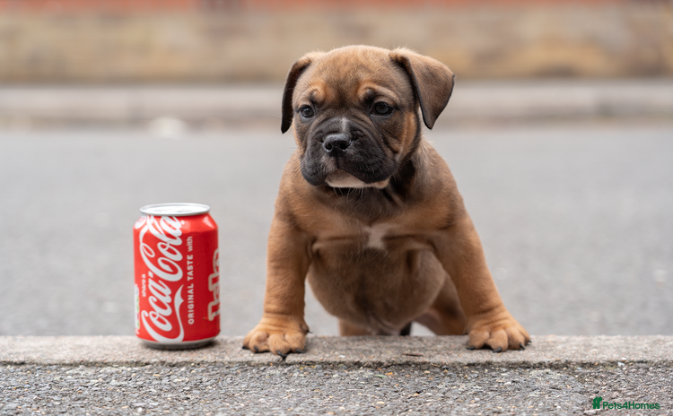 American Bully dogs - Advert 12