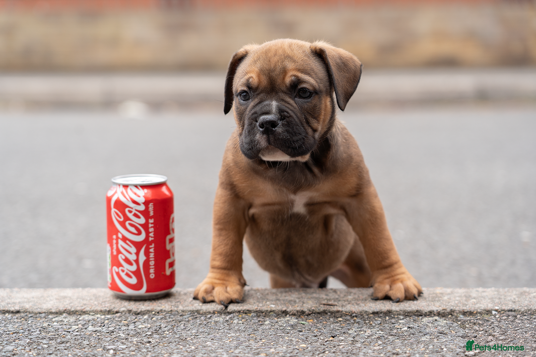 American Bully dogs for sale: AMERICAN BULLYS POCKET x MICRO  - Image 2