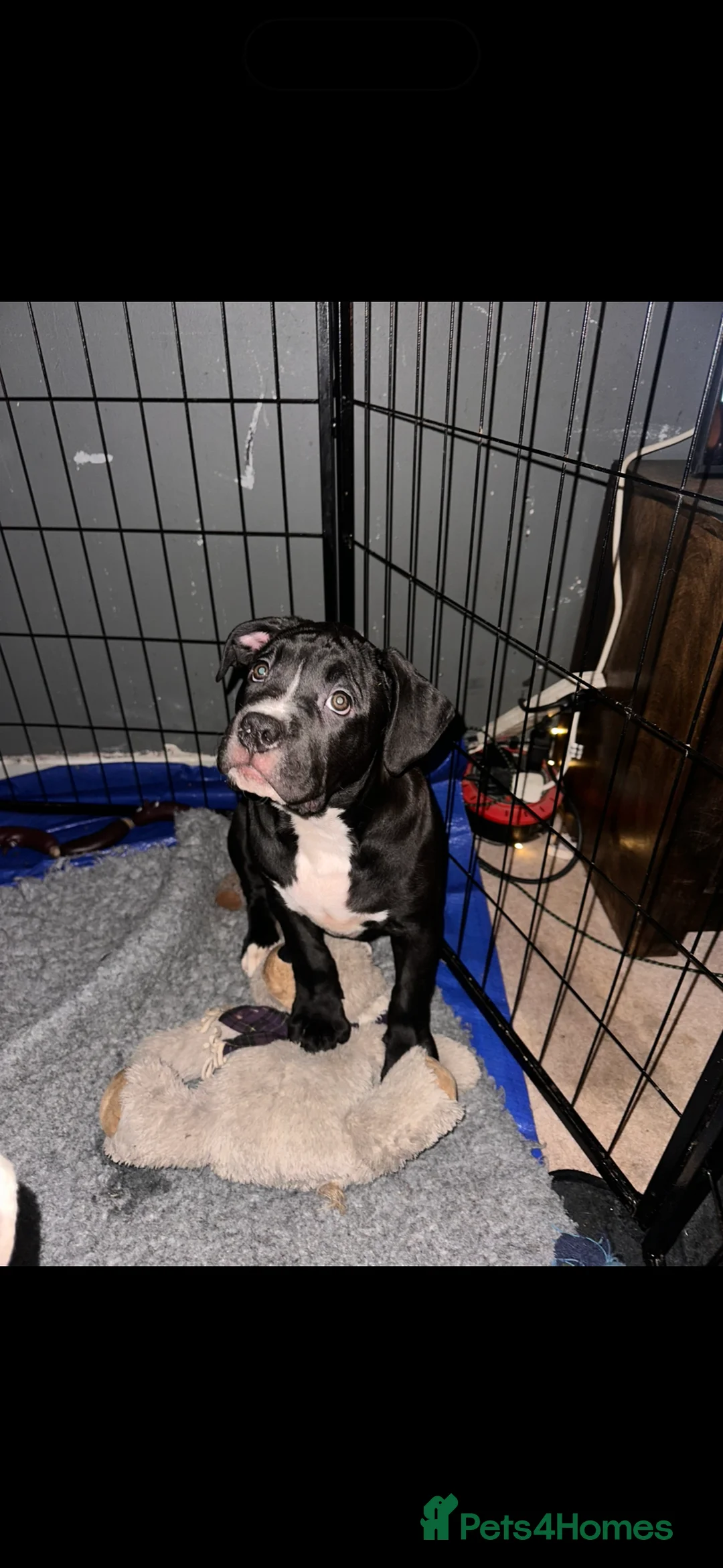 Mixed Breed dogs for sale: Stunning girl looking for forever home  - Advert 2