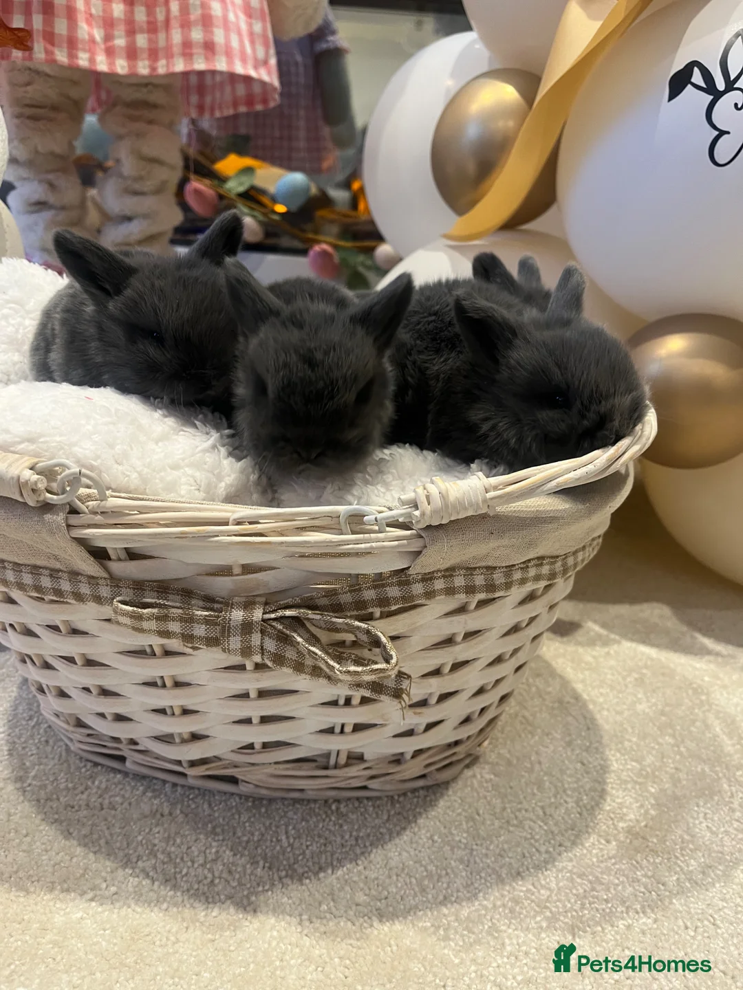 Mini Lop rabbits for sale: Beautiful mini lop bunnies 😍 - Advert 1