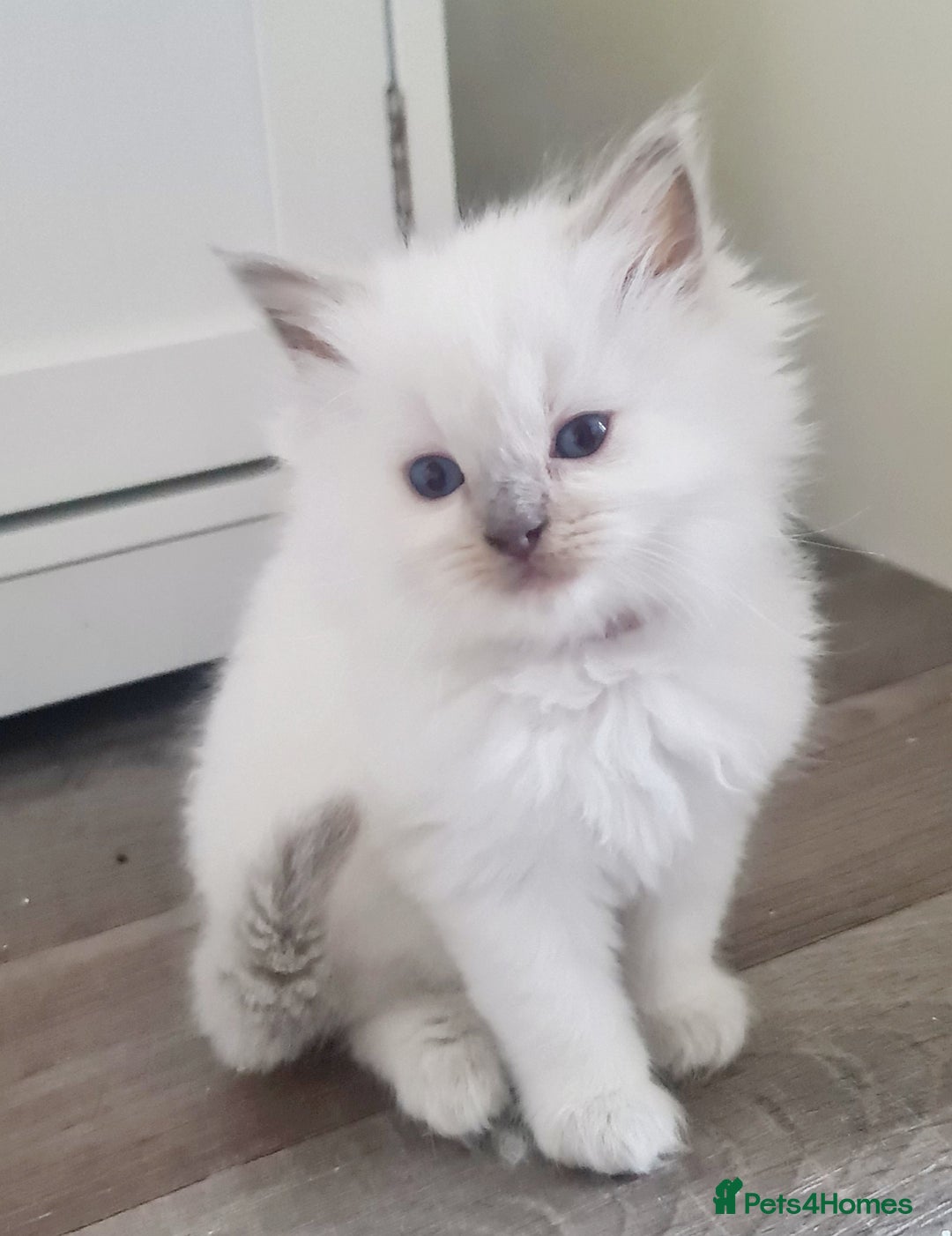 Ragdoll cats for sale: Pure ragdoll kitten LAST FEMALE AVAILABLE  - Advert 2