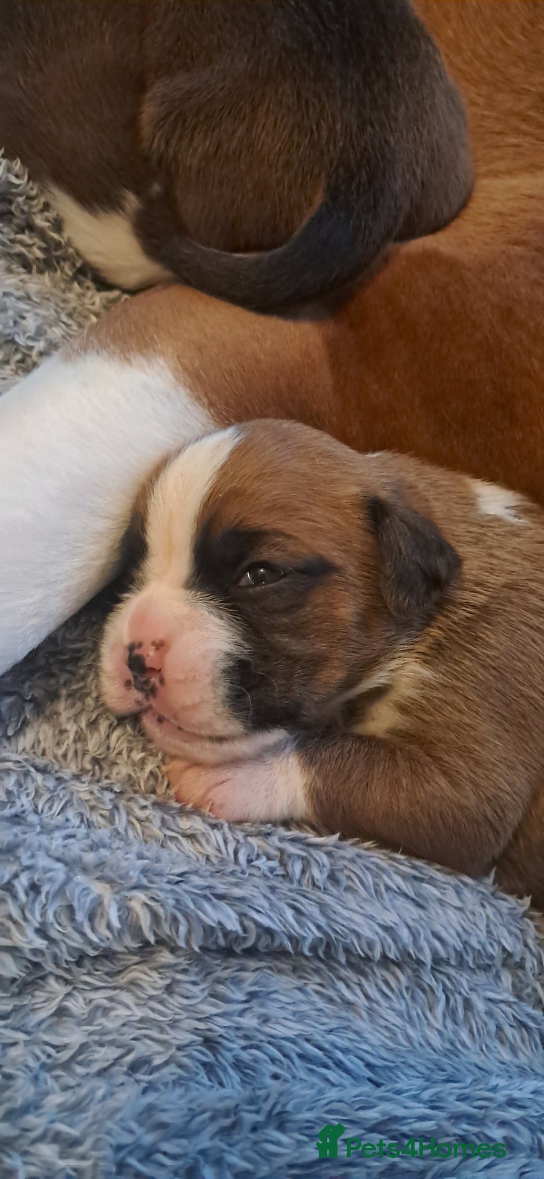 Boxer dogs for sale: Boxer babies ❤️ - Advert 11